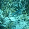 bonaire-2005-duiken006