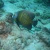 bonaire-2005-duiken009
