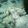 bonaire-2005-duiken028