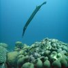 2009-bonaire-duiken031
