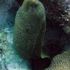 2009-bonaire-duiken078